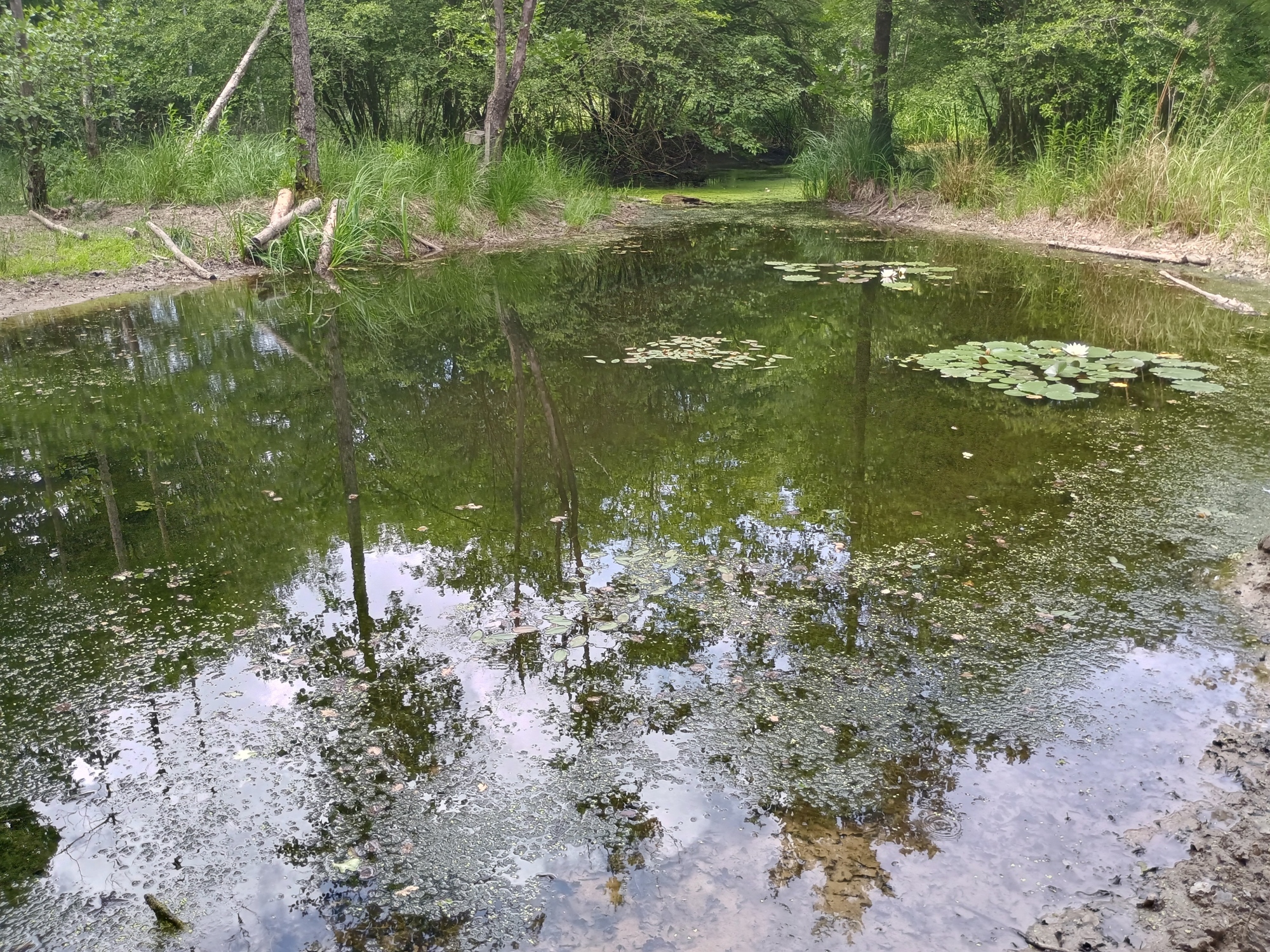 Tůň u vrby a Tůň Zlodějská 