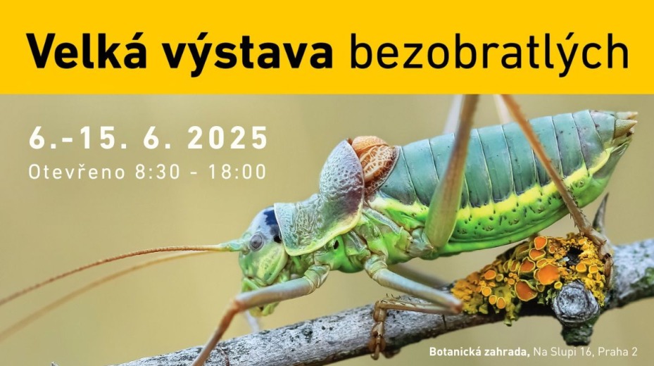 Kobylka révová na větvičce.