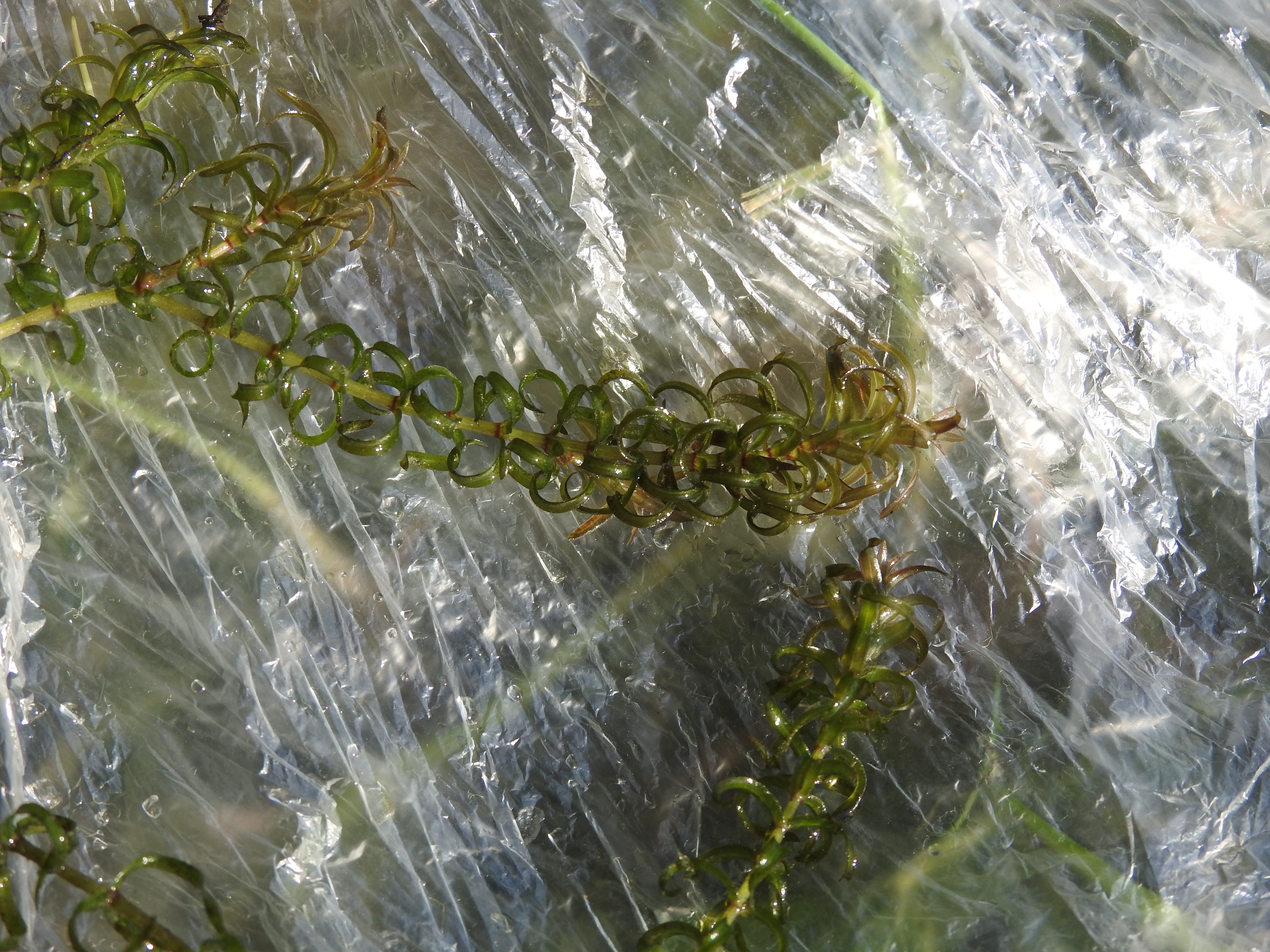 vodní mor americký, foto: Pavel Moravec