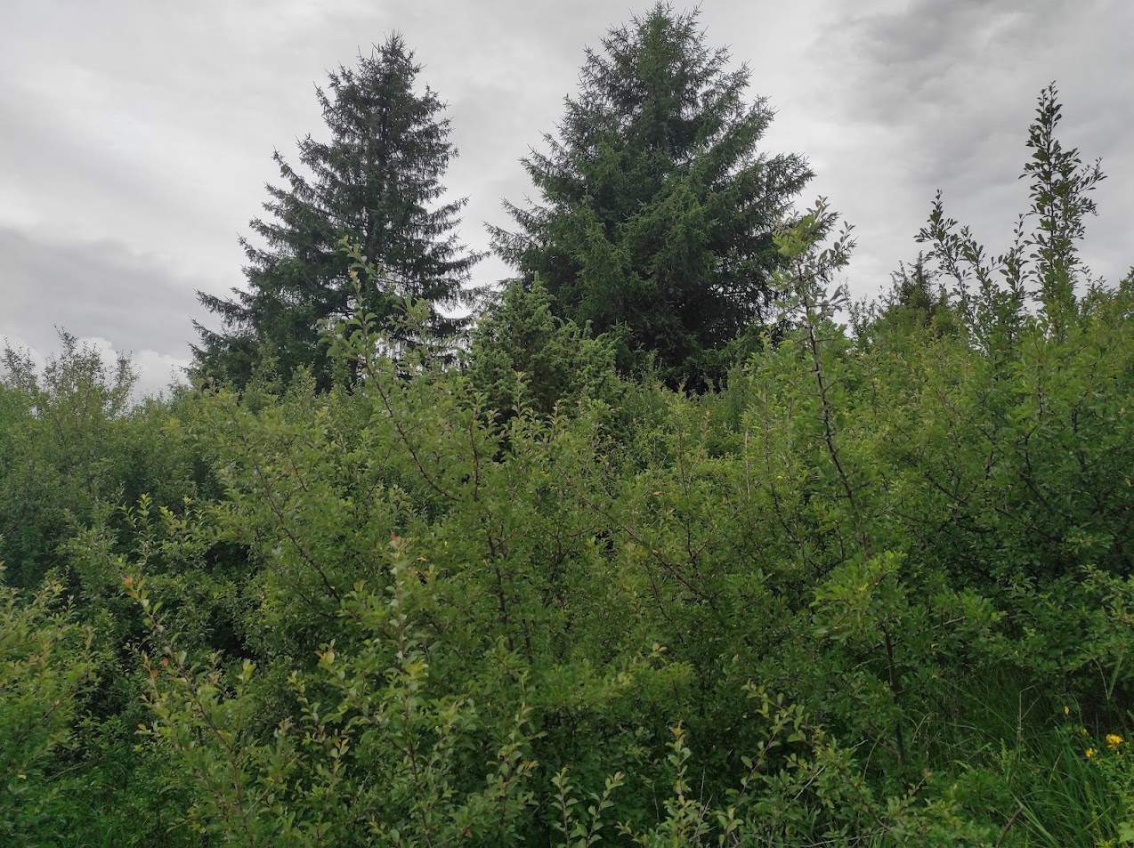 Na Pasekách v Huslenkách - výřez náletu