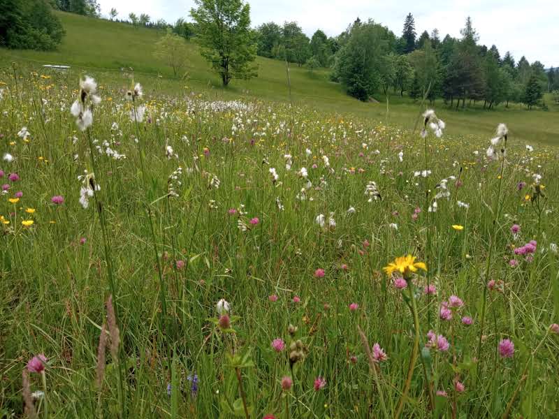 Mokřad Pod Červeným křížem.