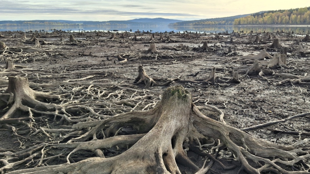 Zakleslá hladina Lipna odhalila velké oblasti, které dříve byly pokryté lesem. Foto Filip Šipan.