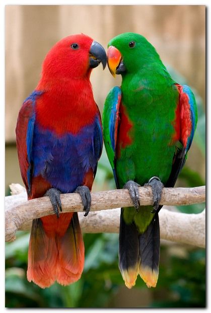 Eklektus různobarvý (Eclectus roratus)