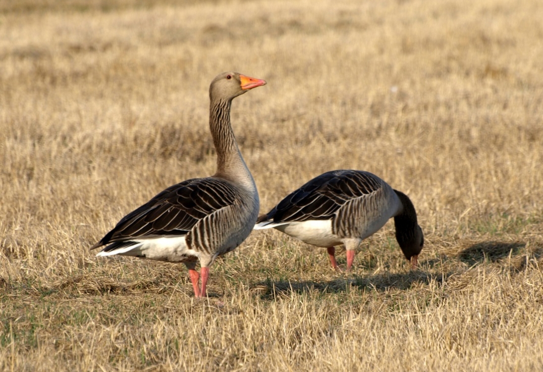 Husa velká, ilustrativní foto.