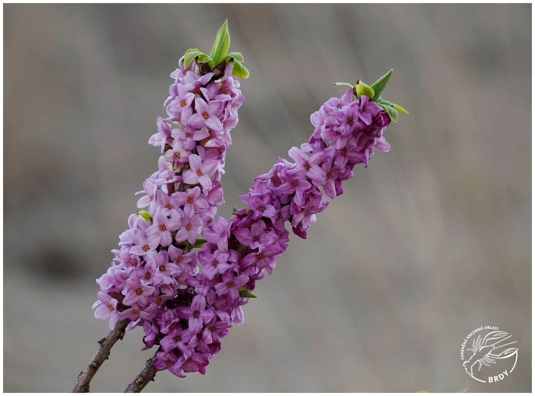 Detailní pohled na větve lýkovce jedovatého obaleného růžovými květy.