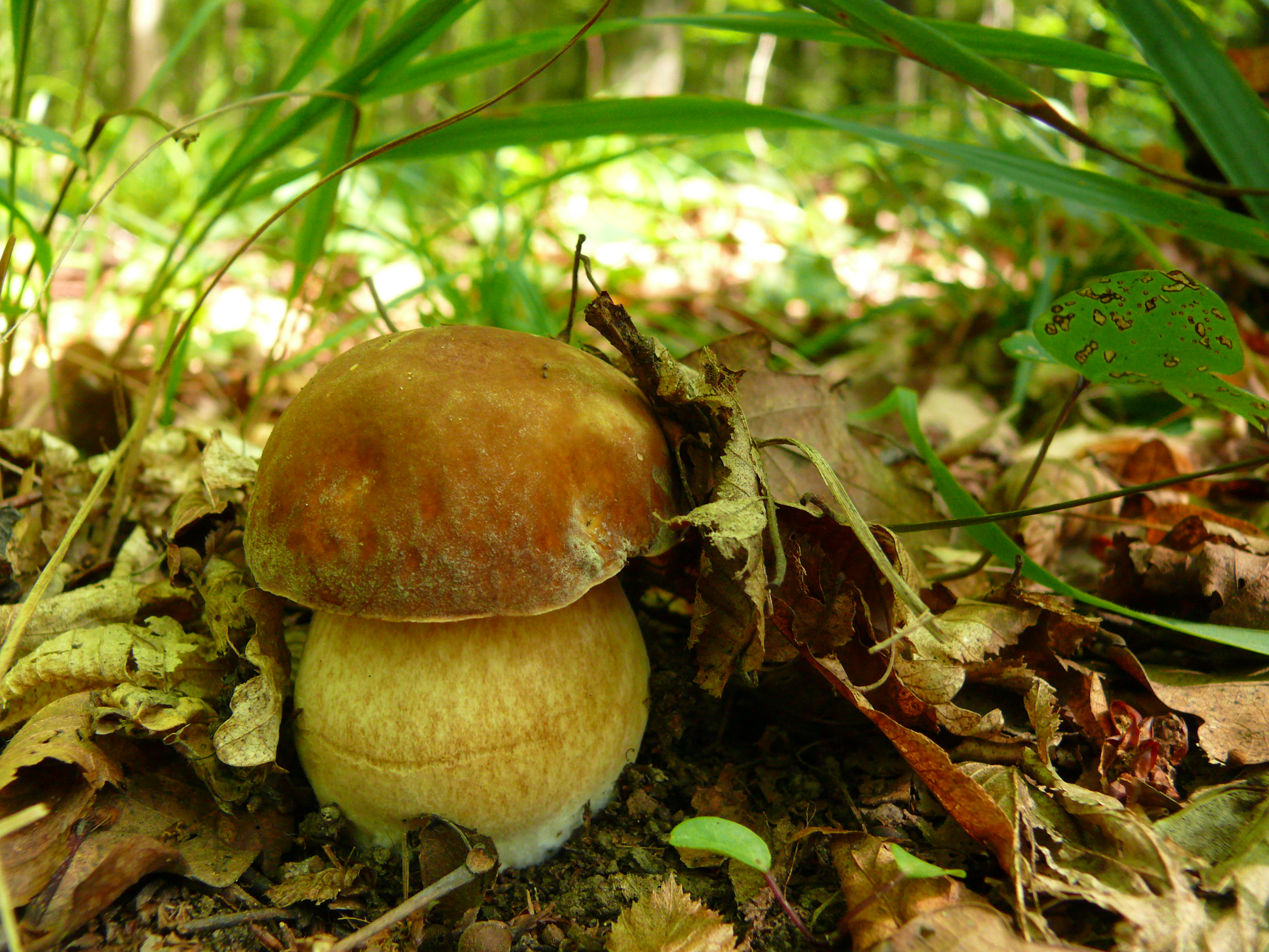 Hřib smrkový