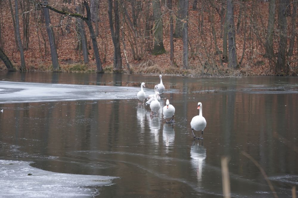 zima na rybníku Obora