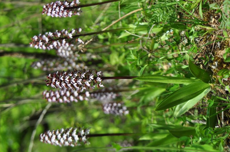 Vstavač nachový, foto Lucie Hrůzová