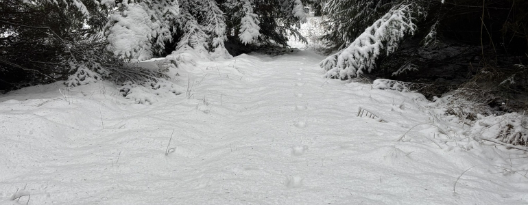 Stopní dráha vlka v zasněžené krajině.