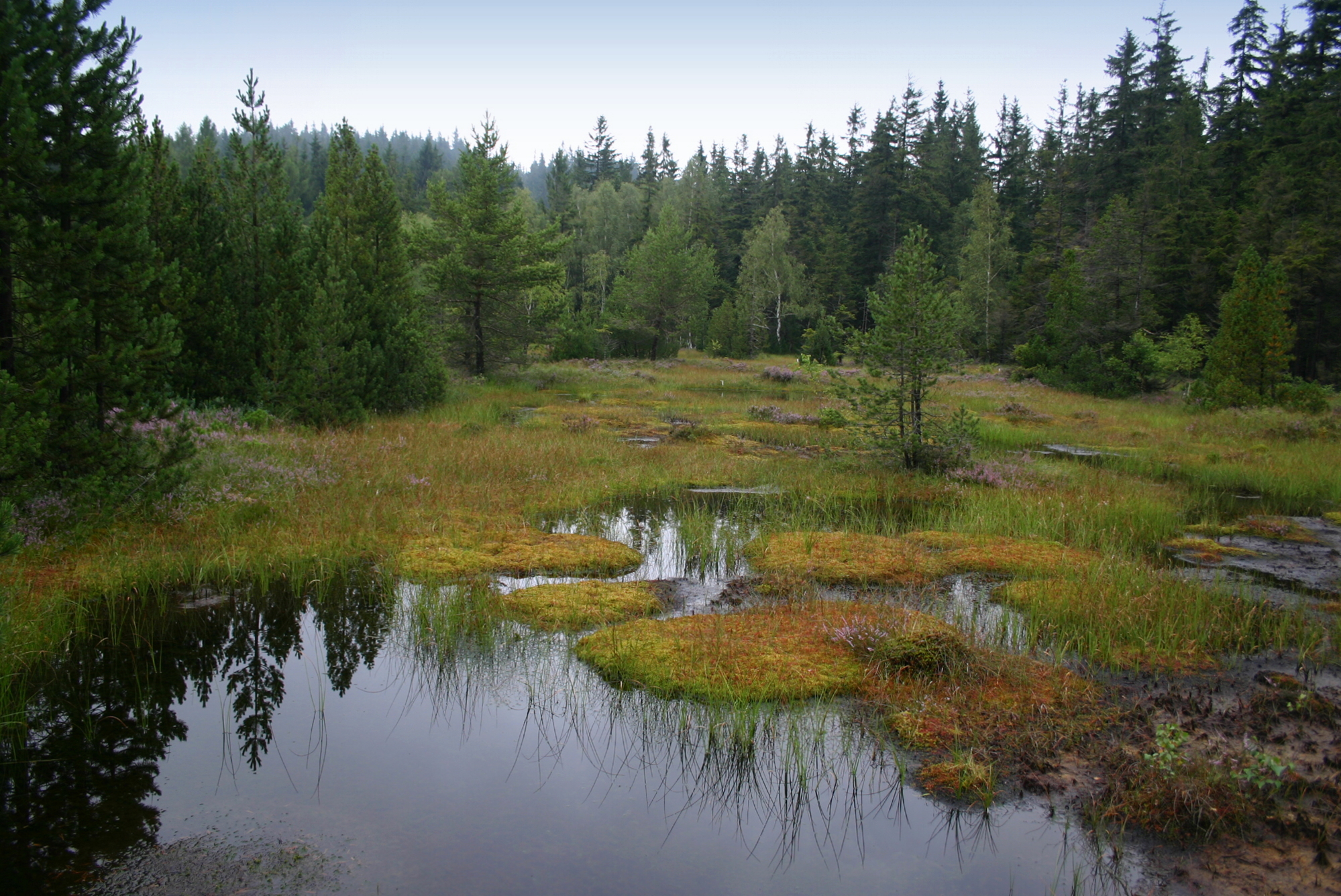 Krasenské rašeliniště_Tájek