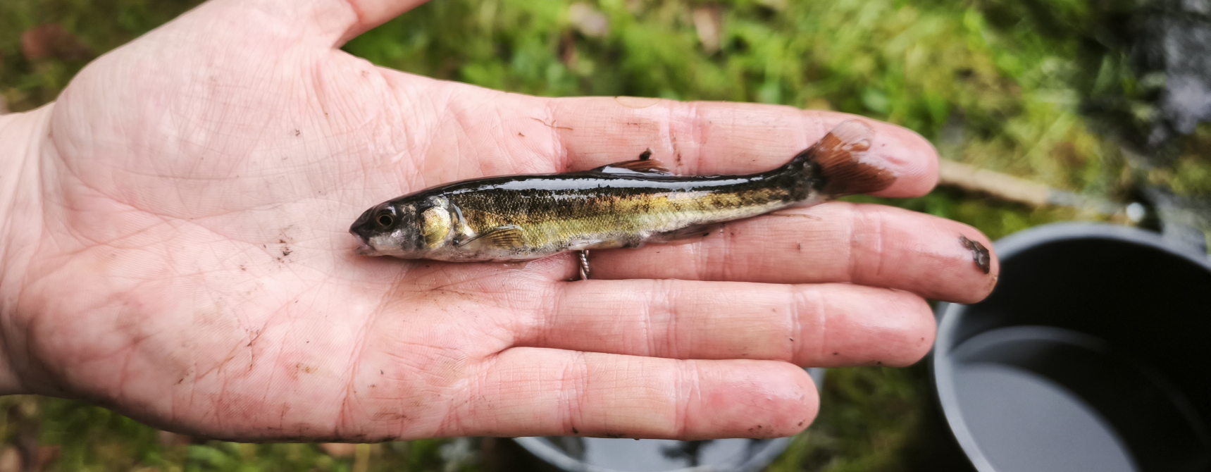střevle potoční, foto: Petr Piechula
