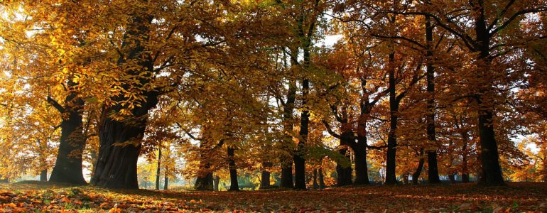 Stará Kaštanka získala letos mladší kolegyni, foto Vlastimil Peřina