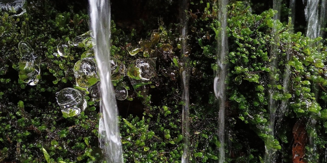 Kde je voda, tam jsou také mechy.