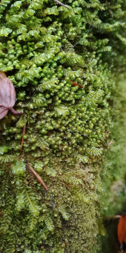 kapraďovka (Plagiochilla sp.)